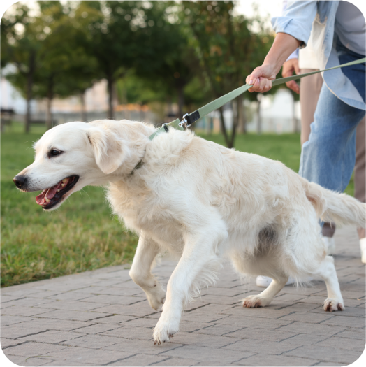 Consultation | Advanced Canine Development, Dog Trainers ...